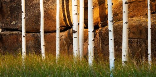Aspen Trunks in Sunlight Colorado Fall Colors
