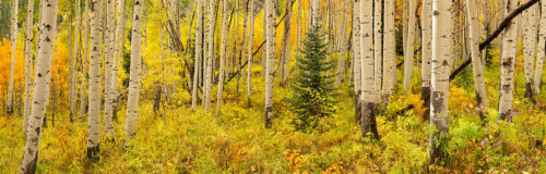 Aspen Trees Colorado Fall Colors