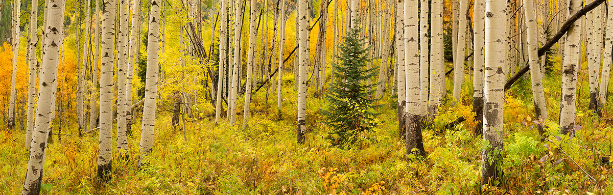 Aspen Trees Colorado Fall Colors