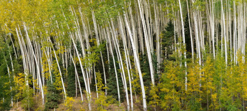 Aspen Trees Emerald Forest Fall Colors Colorado