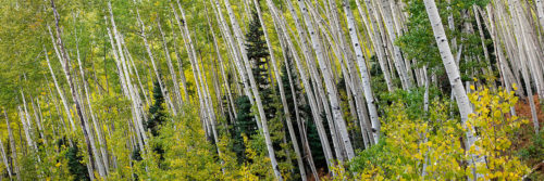 Aspen Trees Leaning Emerald Forest Fall Colors Colorado