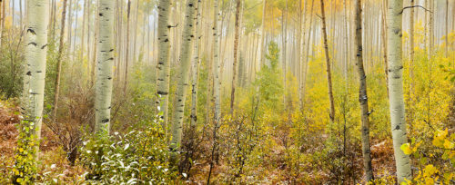 Aspen Trees Mist Fall Colors Colorado