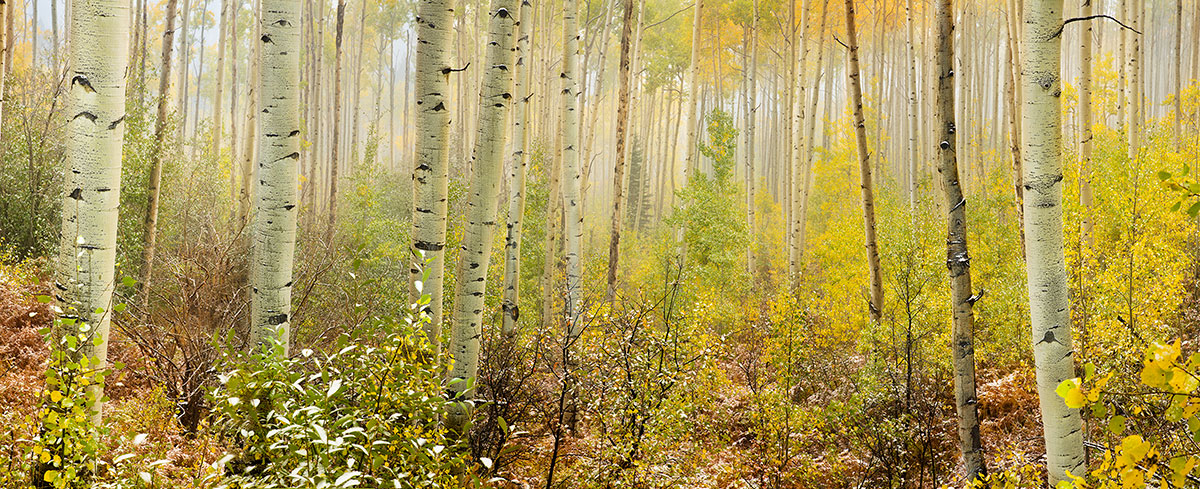 Aspen Trees Mist Fall Colors Colorado