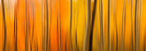 Aspen Trees Motion Blur Colorado Fall Colors