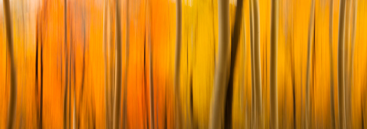 Aspen Trees Motion Blur Colorado Fall Colors