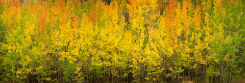 Colorful Aspen Trees Colorado Fall Colors