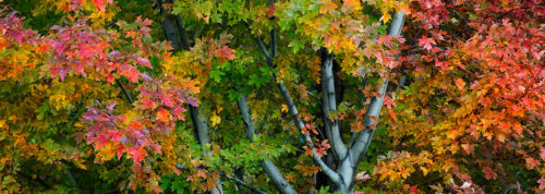 Fall Colors Rainbow Tree