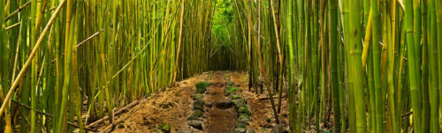 Bamboo Forest Maui Stone Pathway