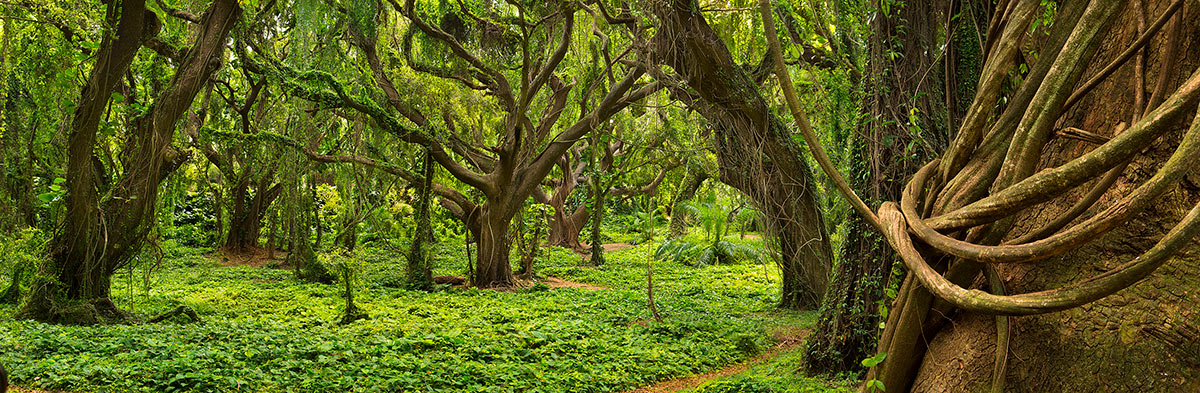 Maui Rain Forest Hawaii