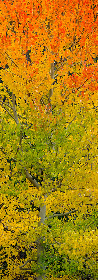 Orange Aspen Tree Colorado Fall Colors