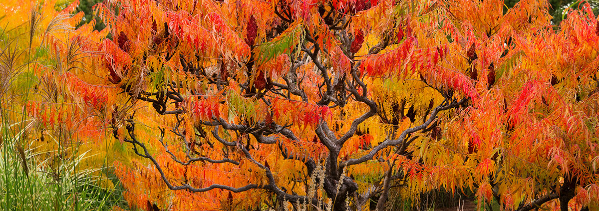 Orange Sumac Tree Fall Colors