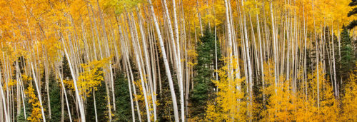 Aspen Trees Owl Creek Pass Colorado Fall Colors