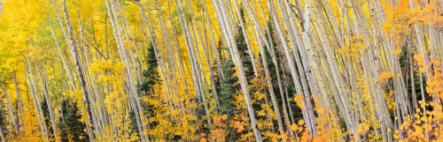 Leaning Aspen Trees Owl Creek Pass Colorado Fall Colors