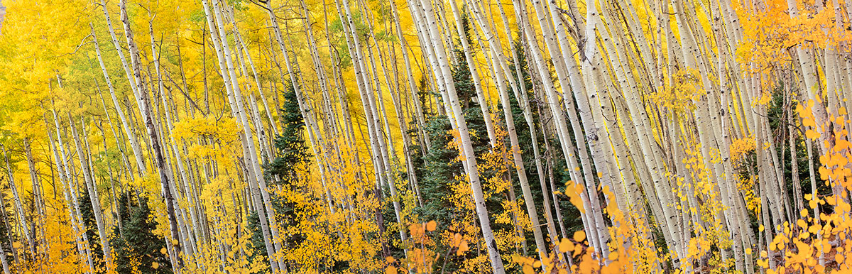 Leaning Aspen Trees Owl Creek Pass Colorado Fall Colors