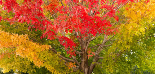Rainbow Tree Fall Colors