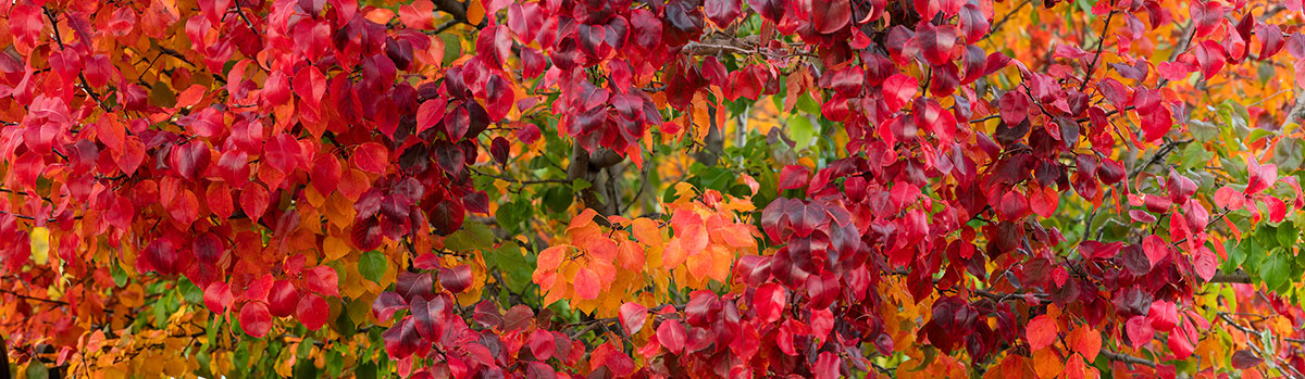 Red Orange Leaves Fall Colors