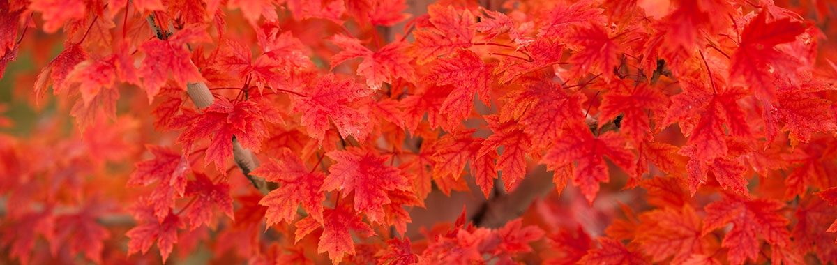 Red Leaves Macro Fall Colors