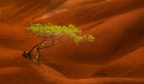 Red Sand Dunes Lone Tree Kauai Hawaii