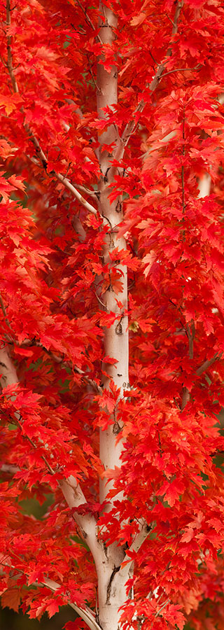 Red Tree Red Leaves Fall Colors