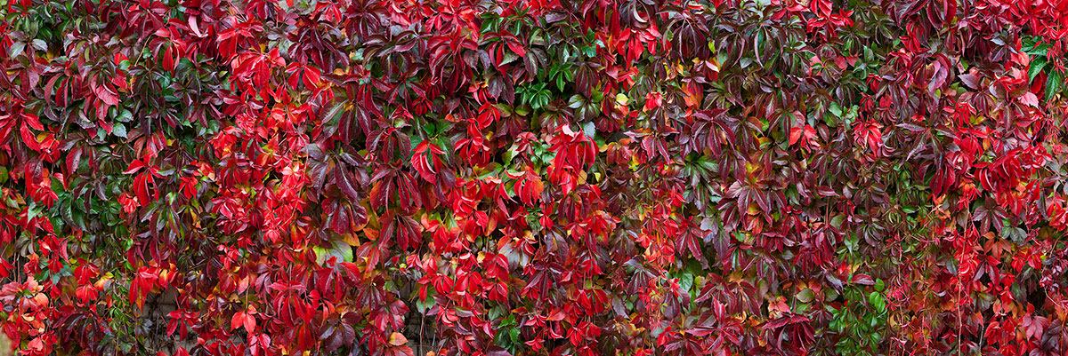 Red Vines Fall Colors