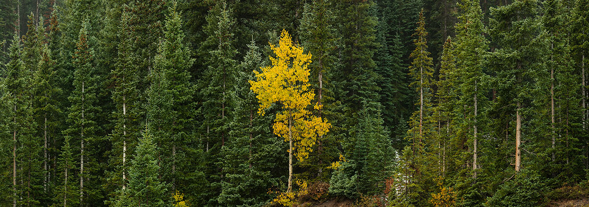 Lone Yellow Aspen Tree