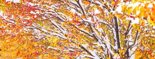 Snow Covered Tree Fall Colors