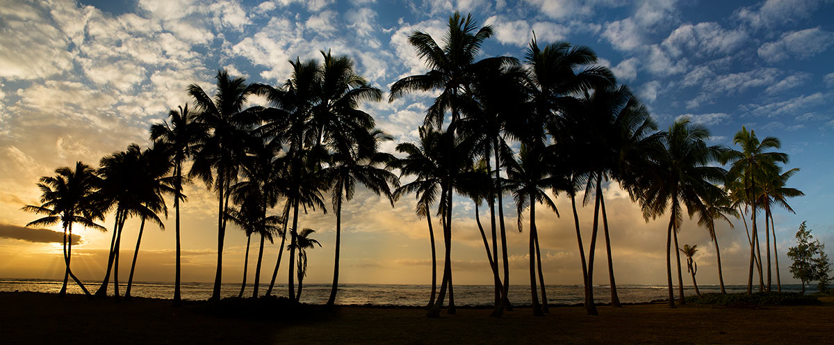 Sunrise Palm Trees Kauai