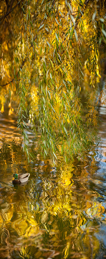 Will Tree Reflecting Fall Colors