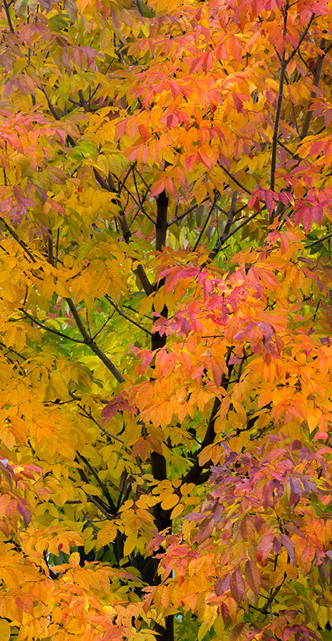 Yellow and Red Tree Fall Colors Colorado