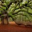 Angel Oak Charleston South Carolina