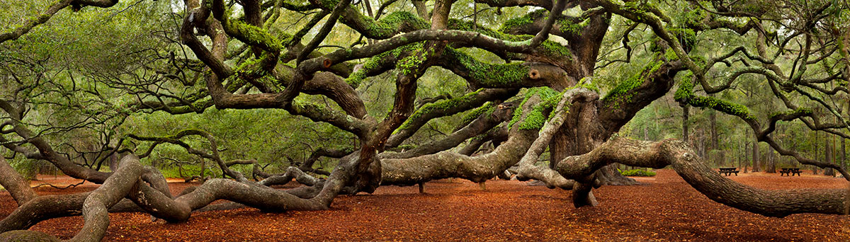 Angel Oak Charleston South Carolina Sea Monster