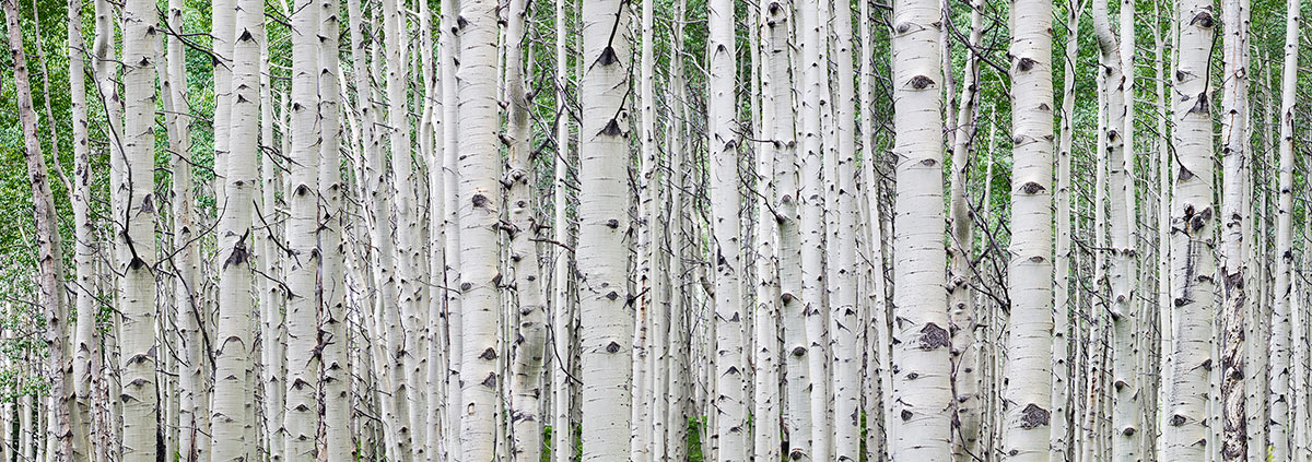 Panoramic Aspen Forest Summer