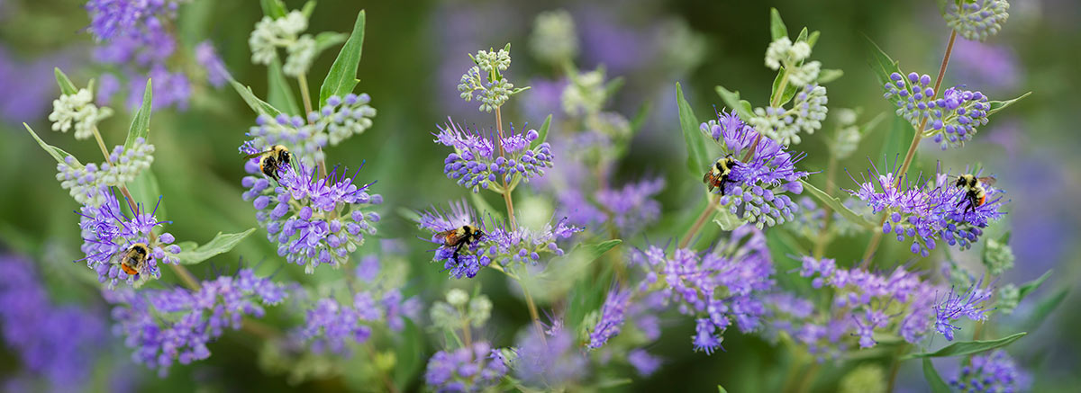 Bumble Bees Purple Flowers