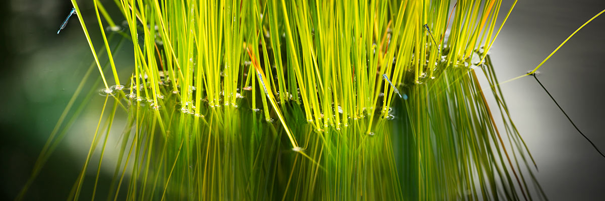 Dragon Flies and Water Lilies