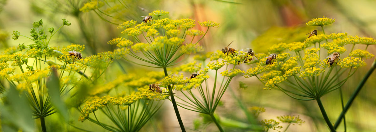 Honey Bees and Flowers