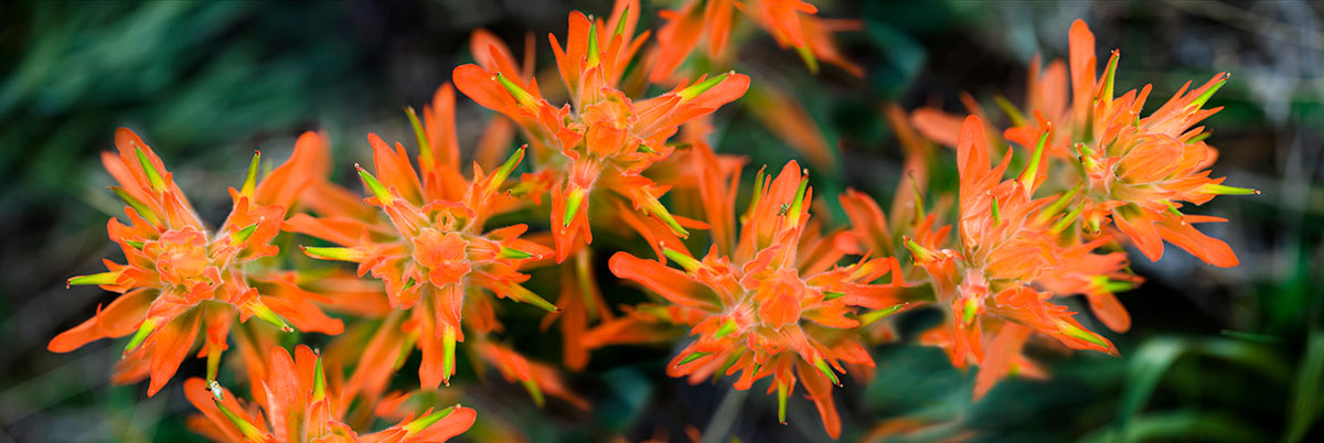 Indian Paint Brush Orange Wildflower