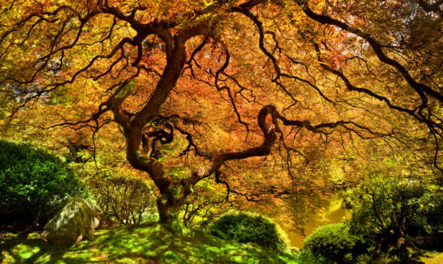 Japanese Maple Tree Portland Japanese Garden Oregon