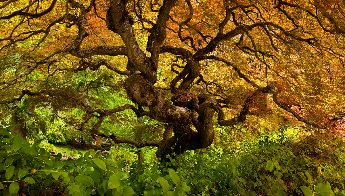 Japanese Maple Tree Portland Oregon