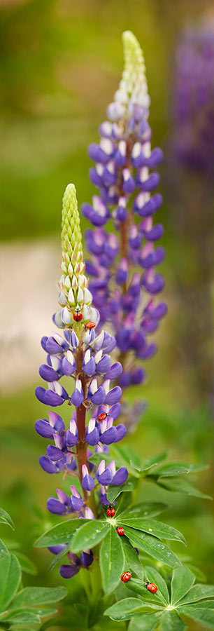 Lady Bugs Purple Lupines