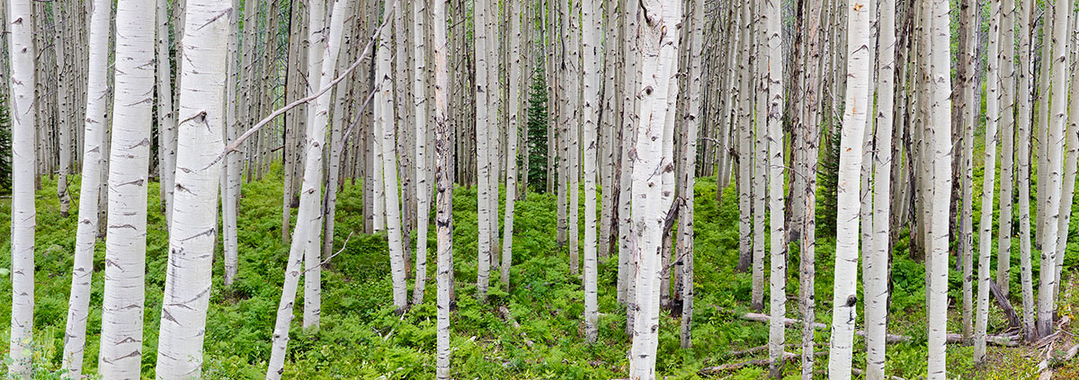 Lone Pine Tree Panoramic Aspen Forest