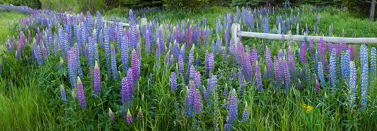 Lupine Wildflowers Split Rail Fence