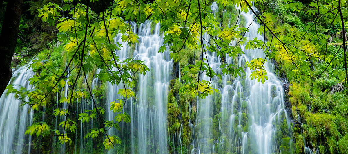 Mossbrae Falls Hanging Branches