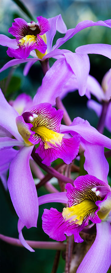 Purple Orchids