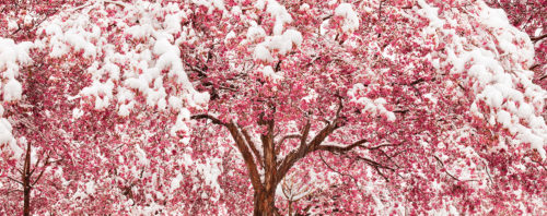 Red Cherry Blossom Tree Covered in Snow
