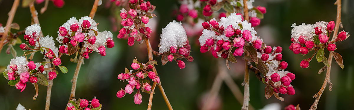 Red Cherry Blossoms Covered in Snow