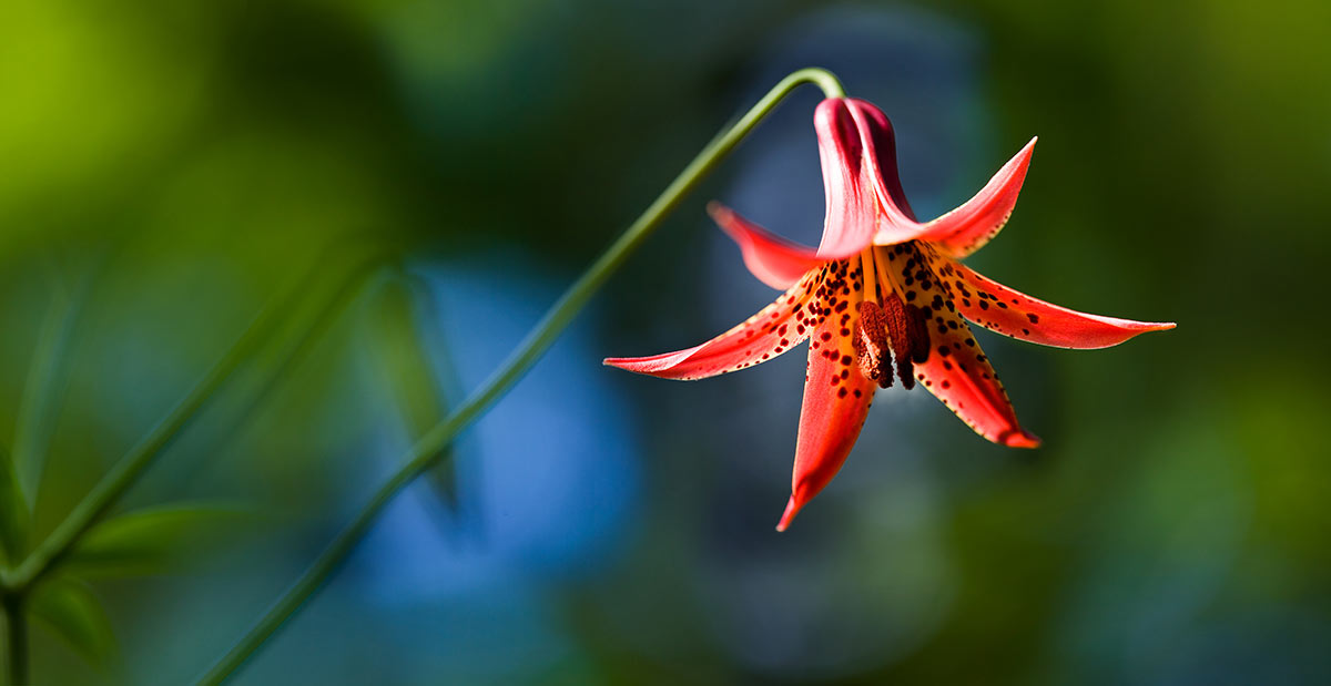 Red Tiger Lily