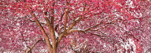 Spring Snow Red Cherry Blossom Tree