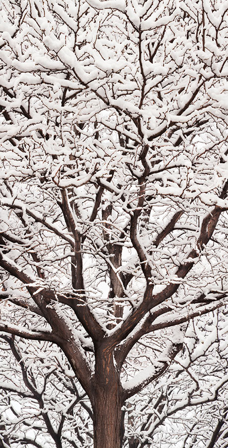 Tree Covered in Snow Vertical