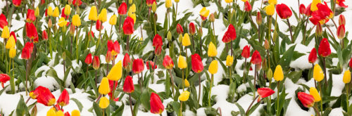 Tulips Covered in Snow