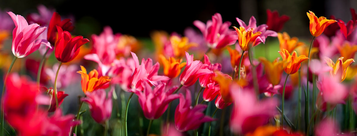 Tulips Panoramic Macro Flowers